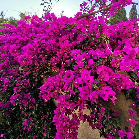 דוברובניק Villa Luka מראה חיצוני תמונה