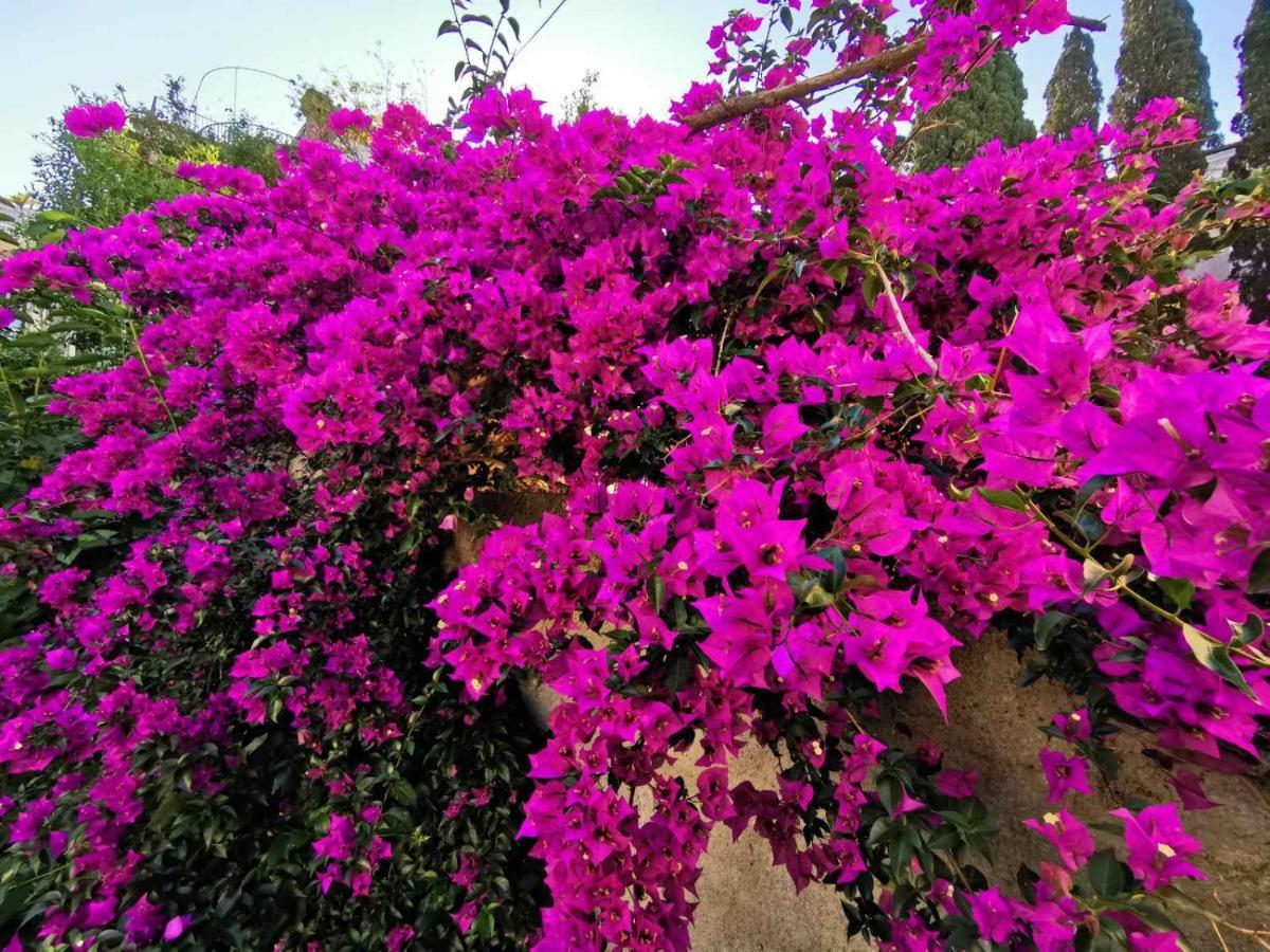 דוברובניק Villa Luka מראה חיצוני תמונה